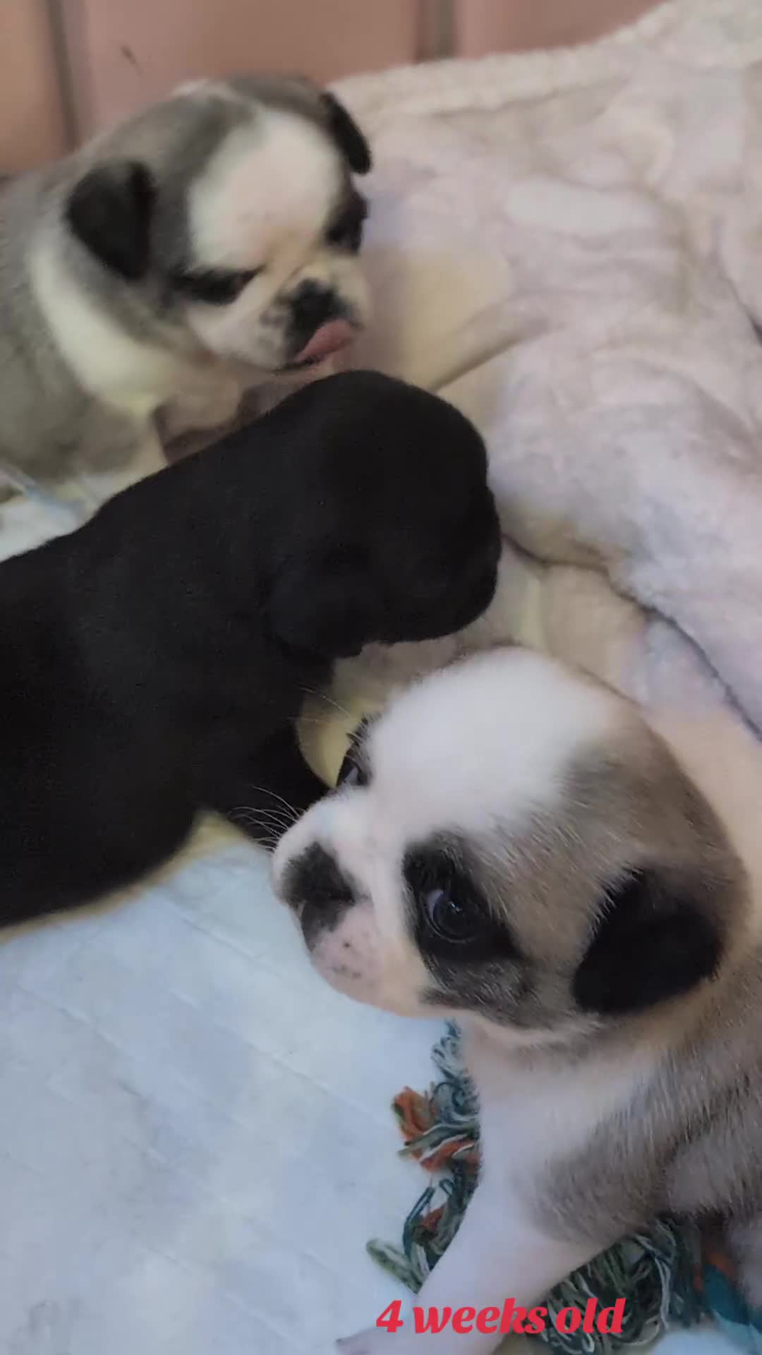 Pug dogs for sale: Pug Puppies - Video 2
