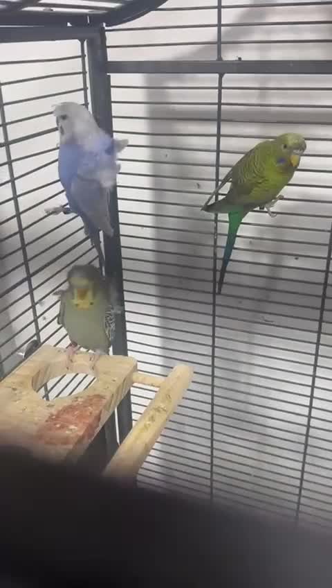 Budgerigars birds for sale: Hagoromo, Black Wing & Dun Fallow Budgies 4 Sale - Video 1