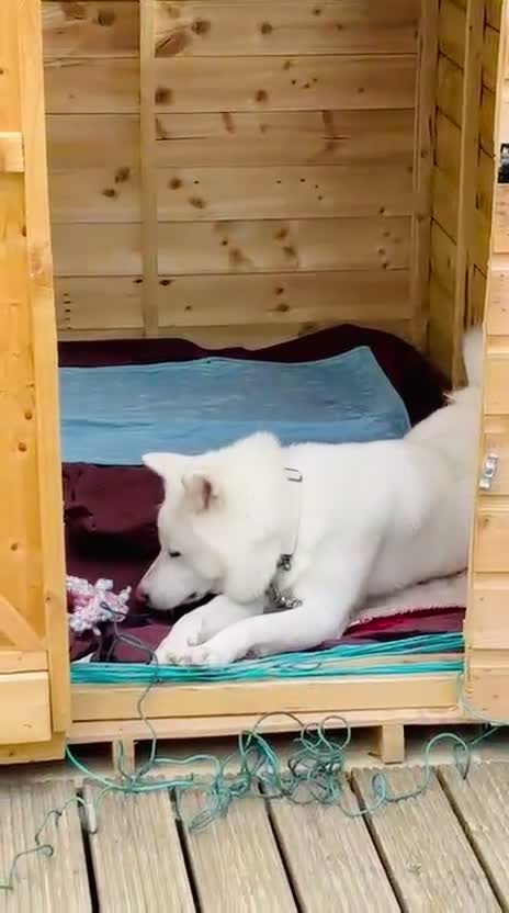Japanese Akita Inu dogs for sale: Young Angel Akita & her Puppies for good homes 💜 - Video 1