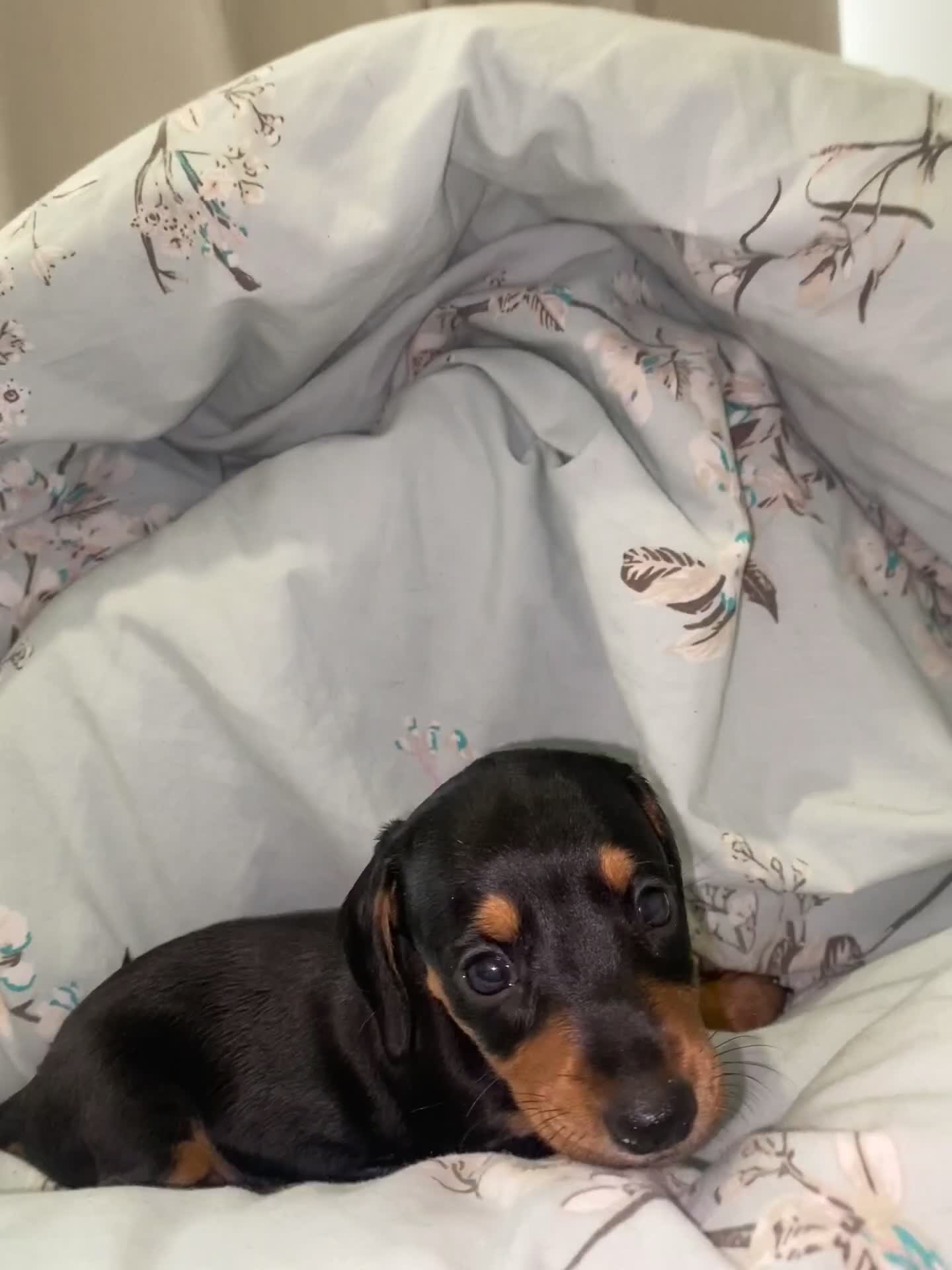 Miniature Dachshund dogs for sale: Stunning Miniature dachshund puppy’s   in Kettering - Video 2