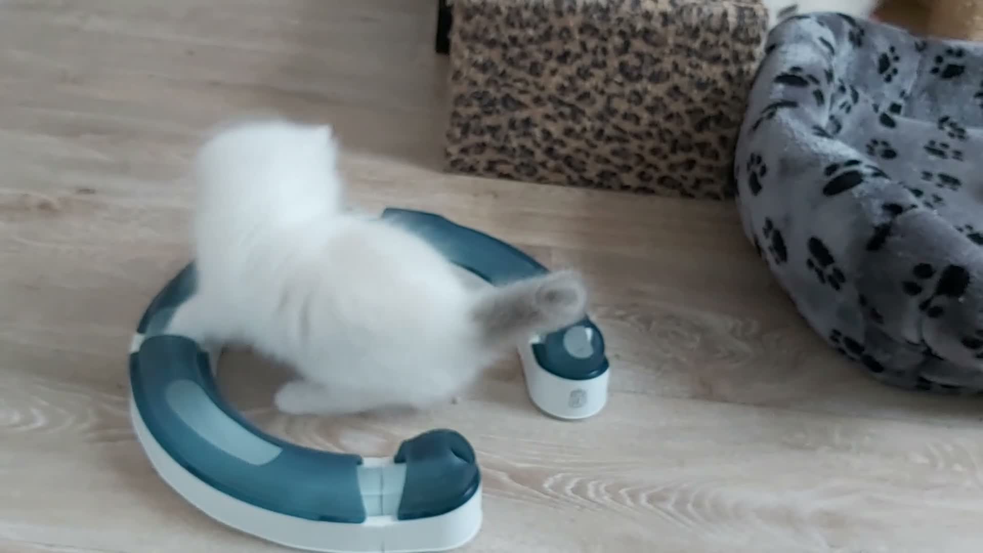 Ragdoll cats for sale: RAGDOLLS BICOLOUR GIRL BOY BLUE EYES  - Video 3