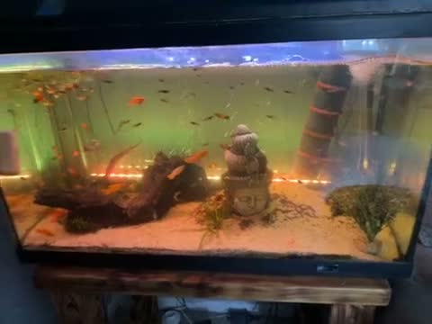 Mollies fish for sale: Fish tank full step up  in Pontefract - Video 1