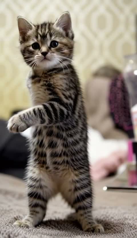Mixed Breed cats for sale: My last girl tabby x maincoon - Video 1