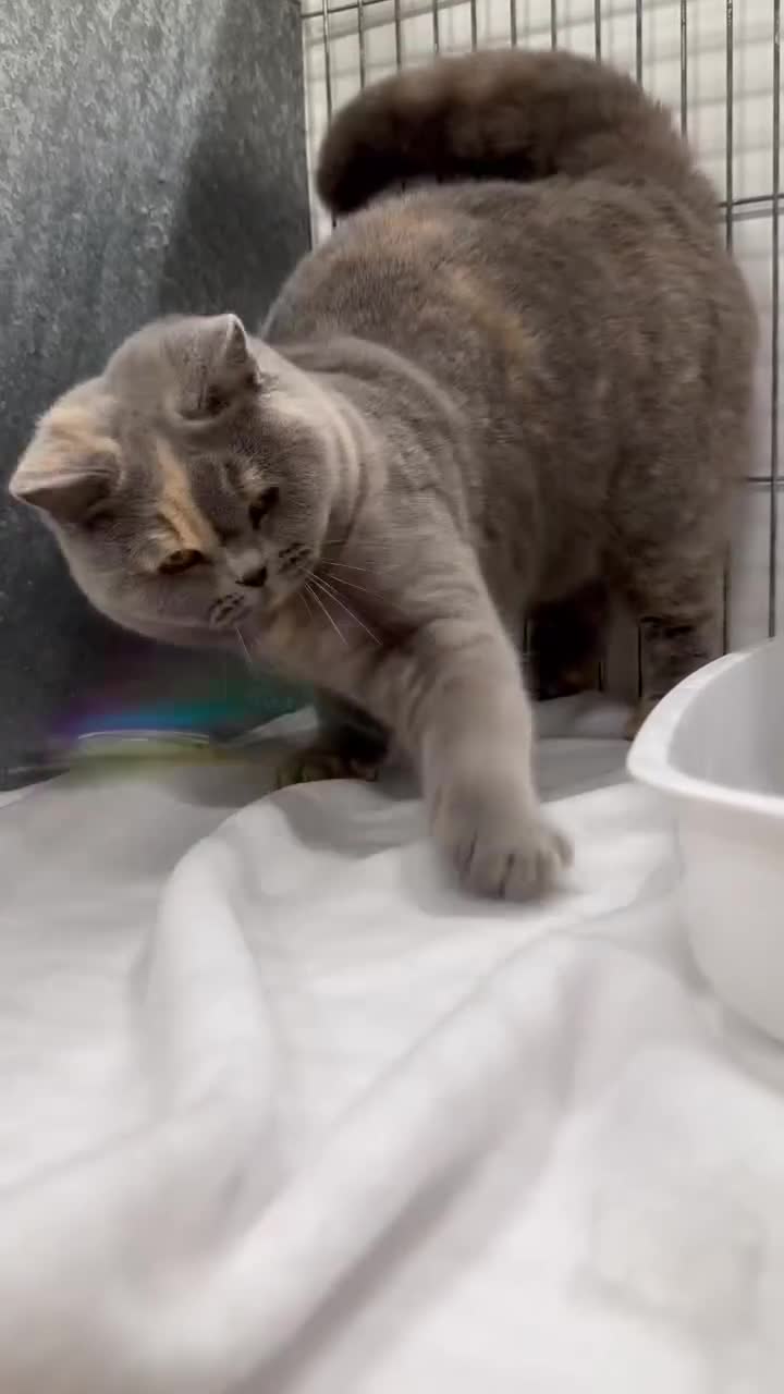 British Shorthair cats for sale: Retired girl - Video 1