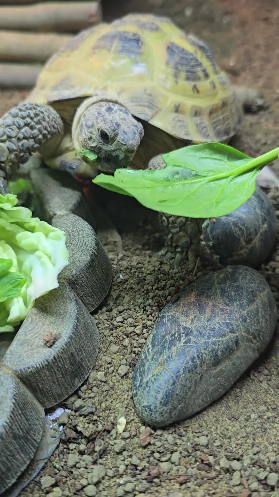 Tortoise reptiles for sale: Female tortoise  - Video 1