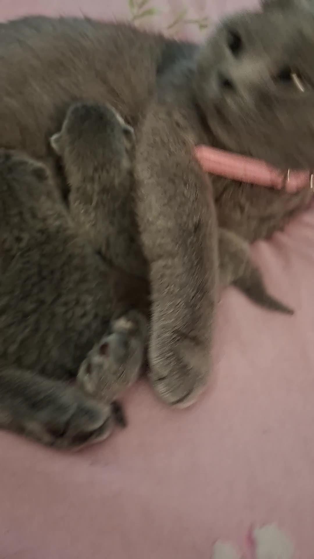 British Shorthair cats for sale: Only 1 blue boy & 1 blue girl available to reserve - Video 3