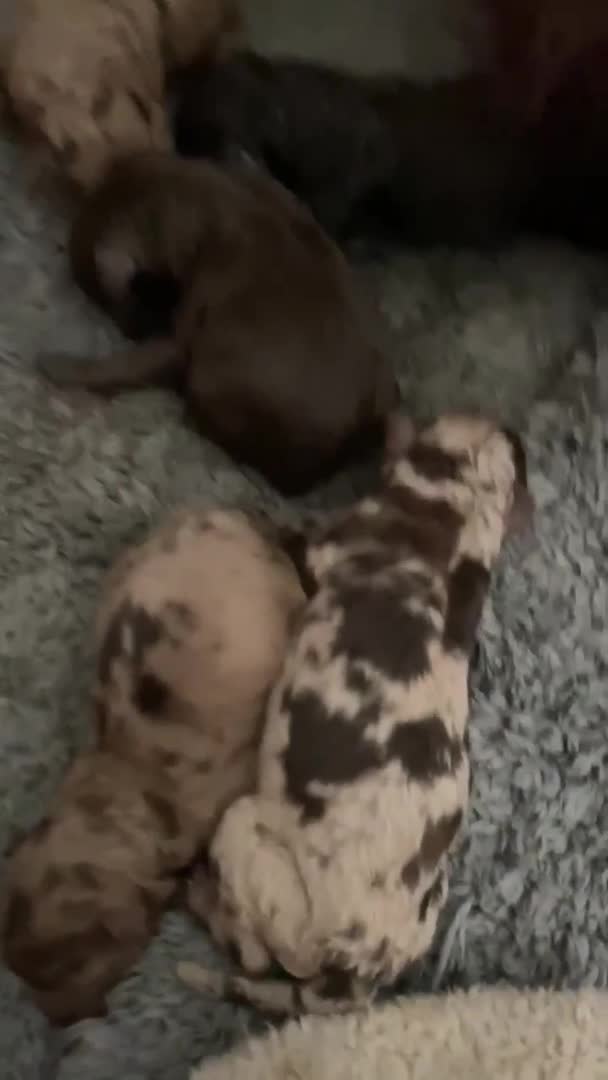 Miniature Poodle dogs for stud:  Chocolate Merle miniature poodle  in York - Video 1