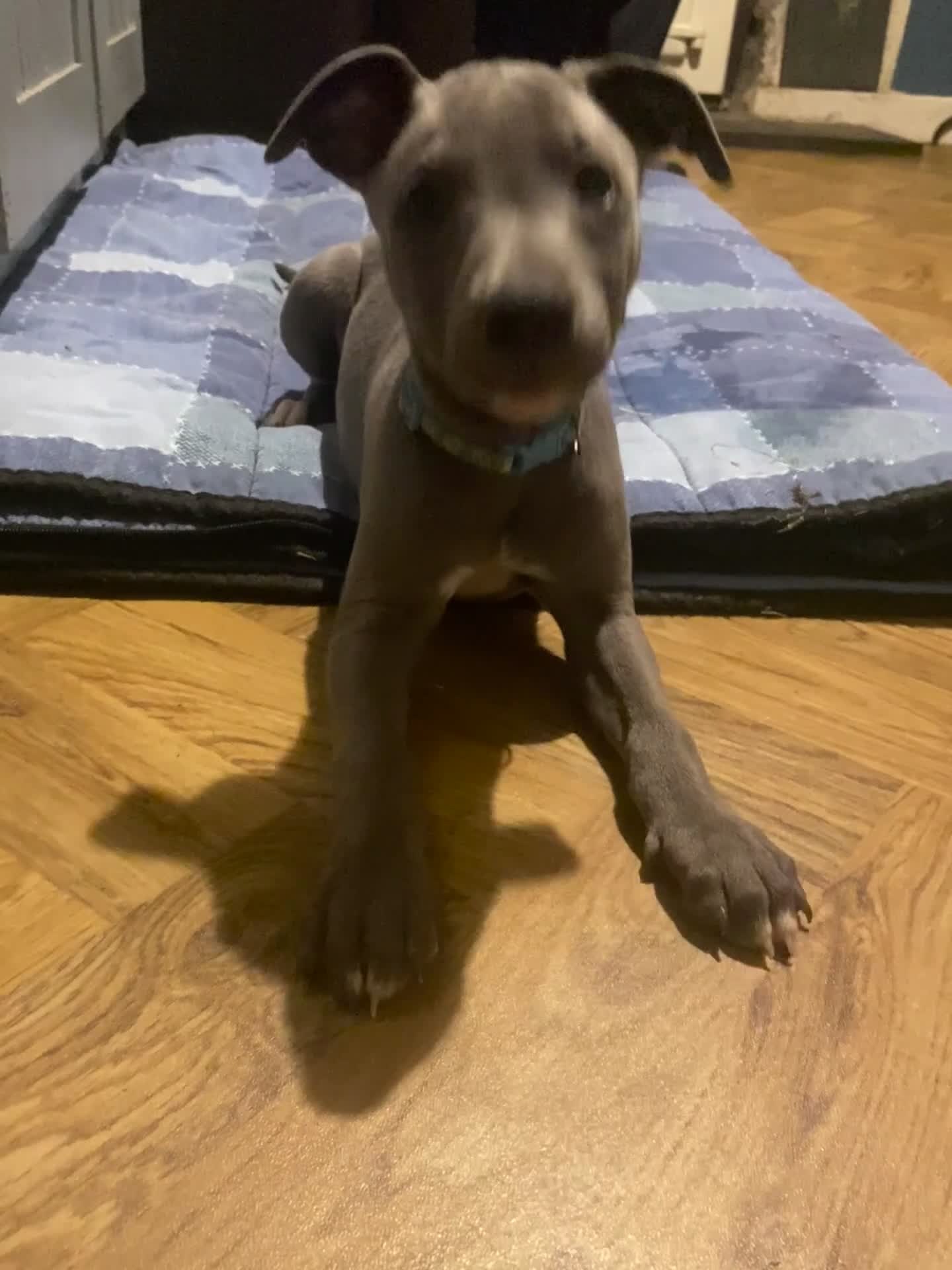 Whippet dogs for sale: One boy left! Blue whippet Puppies - Video 1