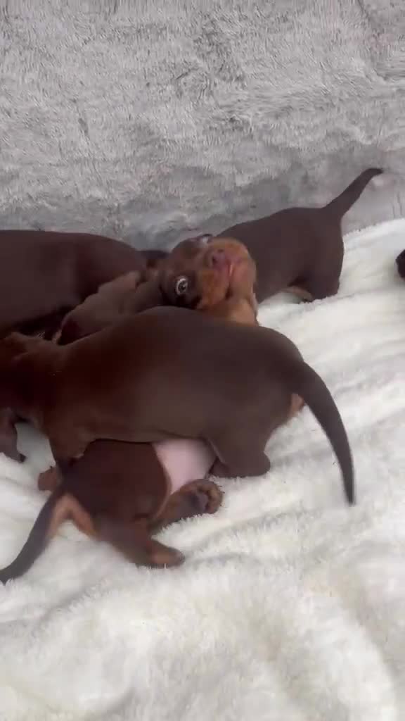 Dachshund dogs for sale: 4 beautiful miniature Dachshund  in Longfield - Video 1
