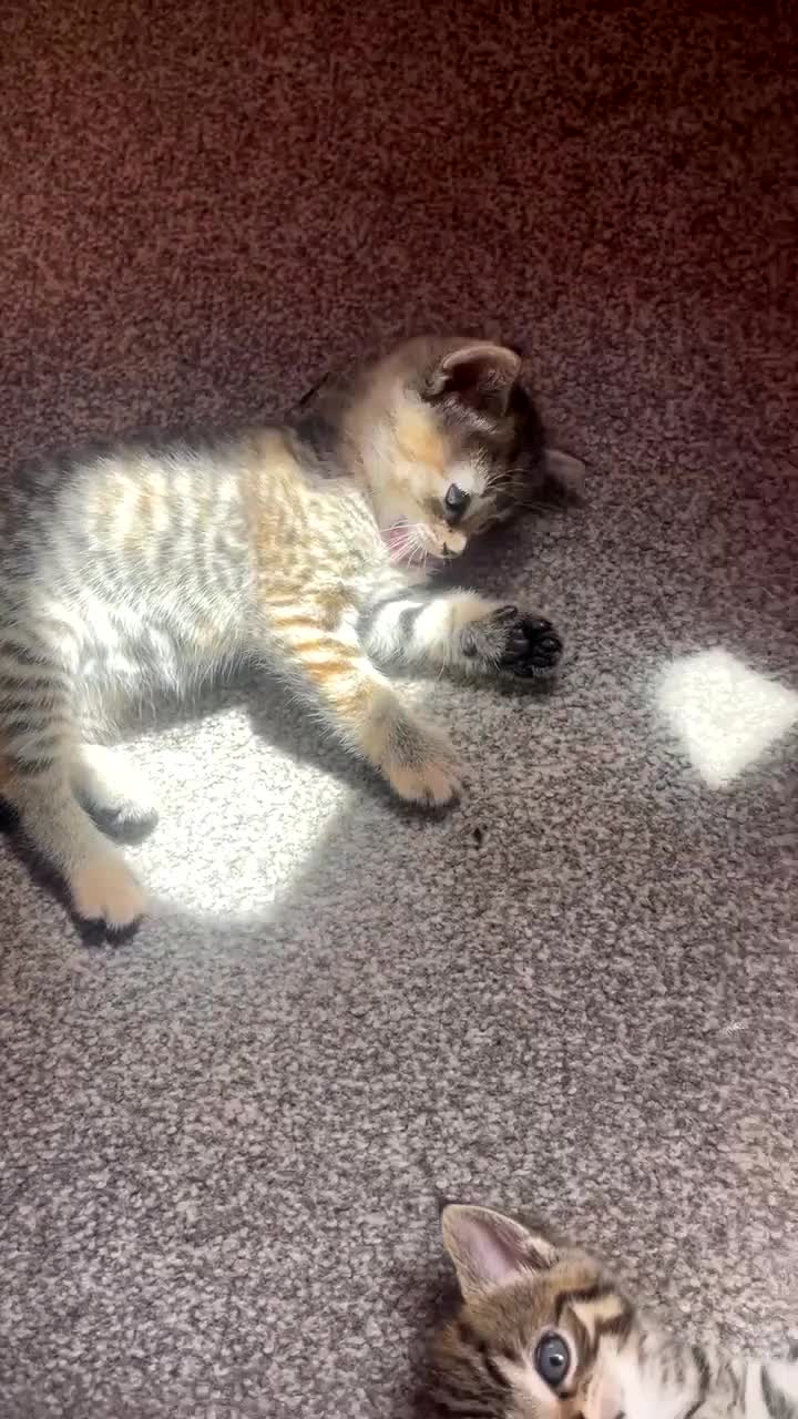 Mixed Breed cats for sale: Kittens - Video 1