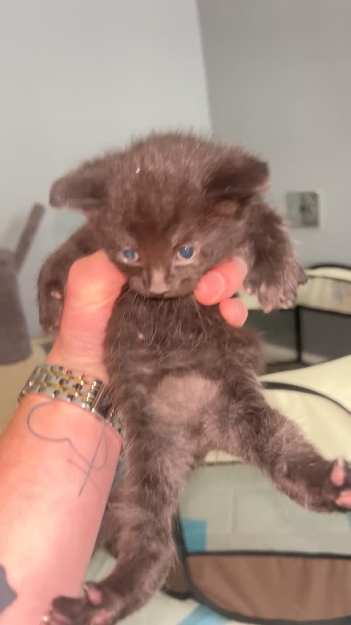 Mixed Breed cats for sale: Kittens for sale  - Video 5