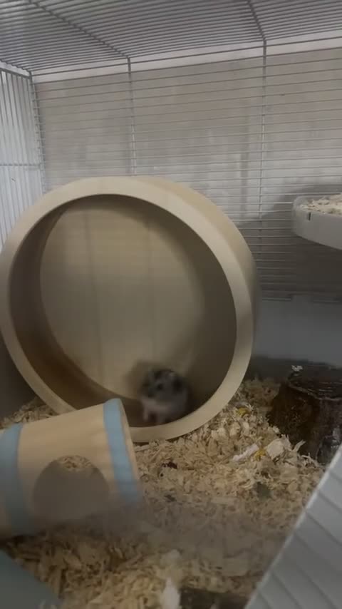 Hamster rodents for sale: Hamster for sale - Video 1