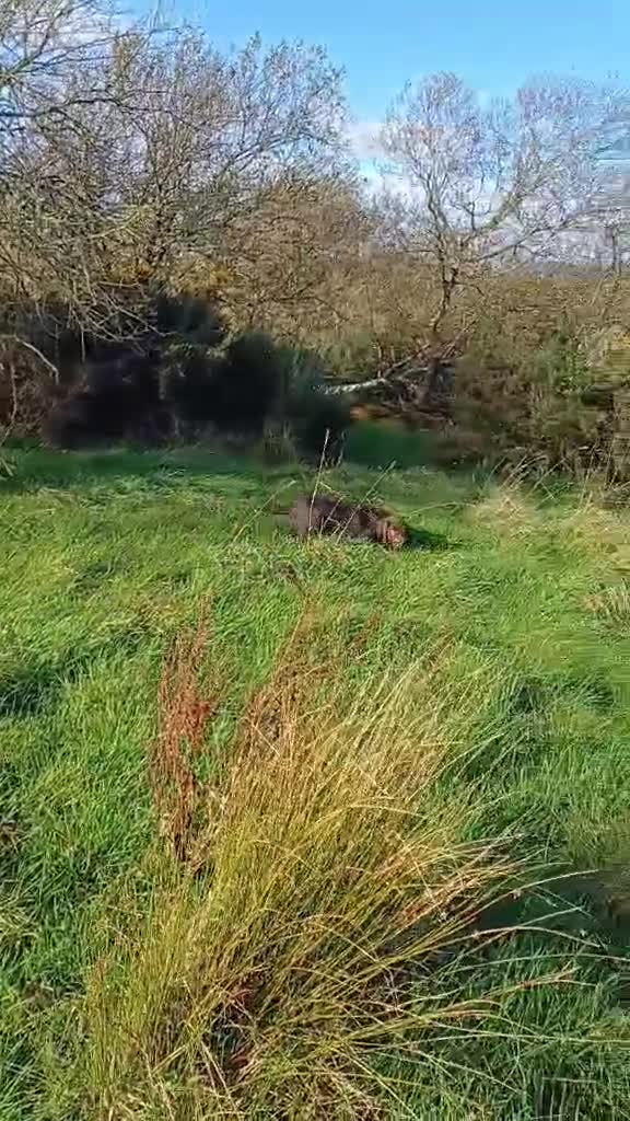 German Wirehaired Pointer dogs for sale: Gorgeous GWP bitch Puppy  - Video 2