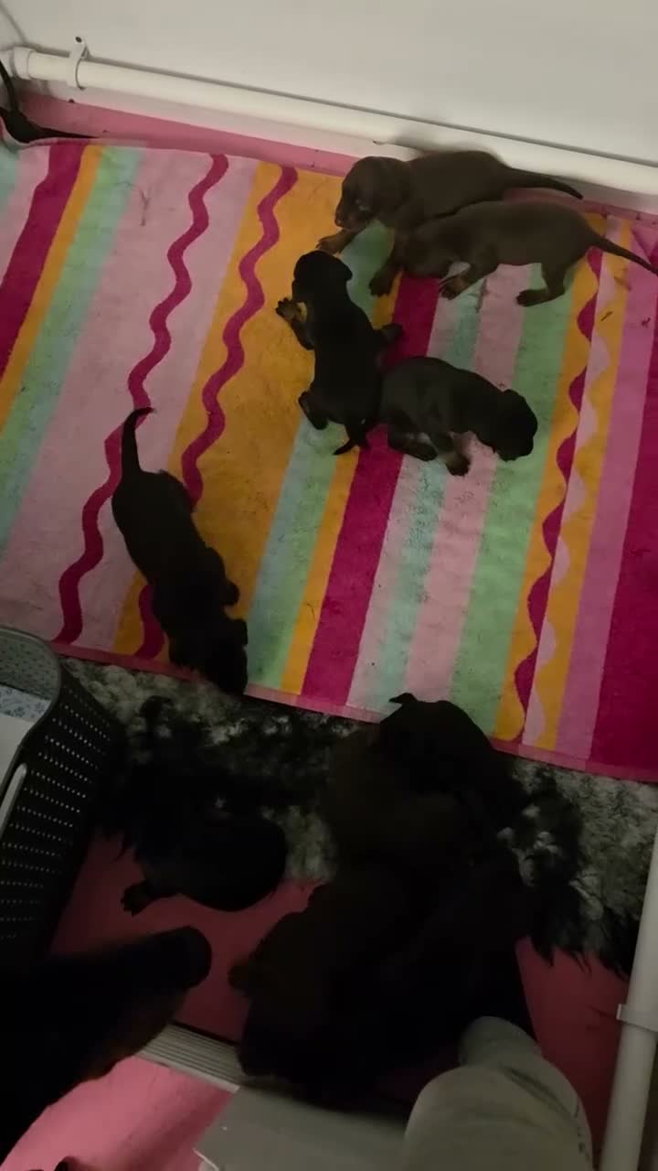Dobermann dogs for sale: Healthy, happy Dobermann puppies available - Video 1