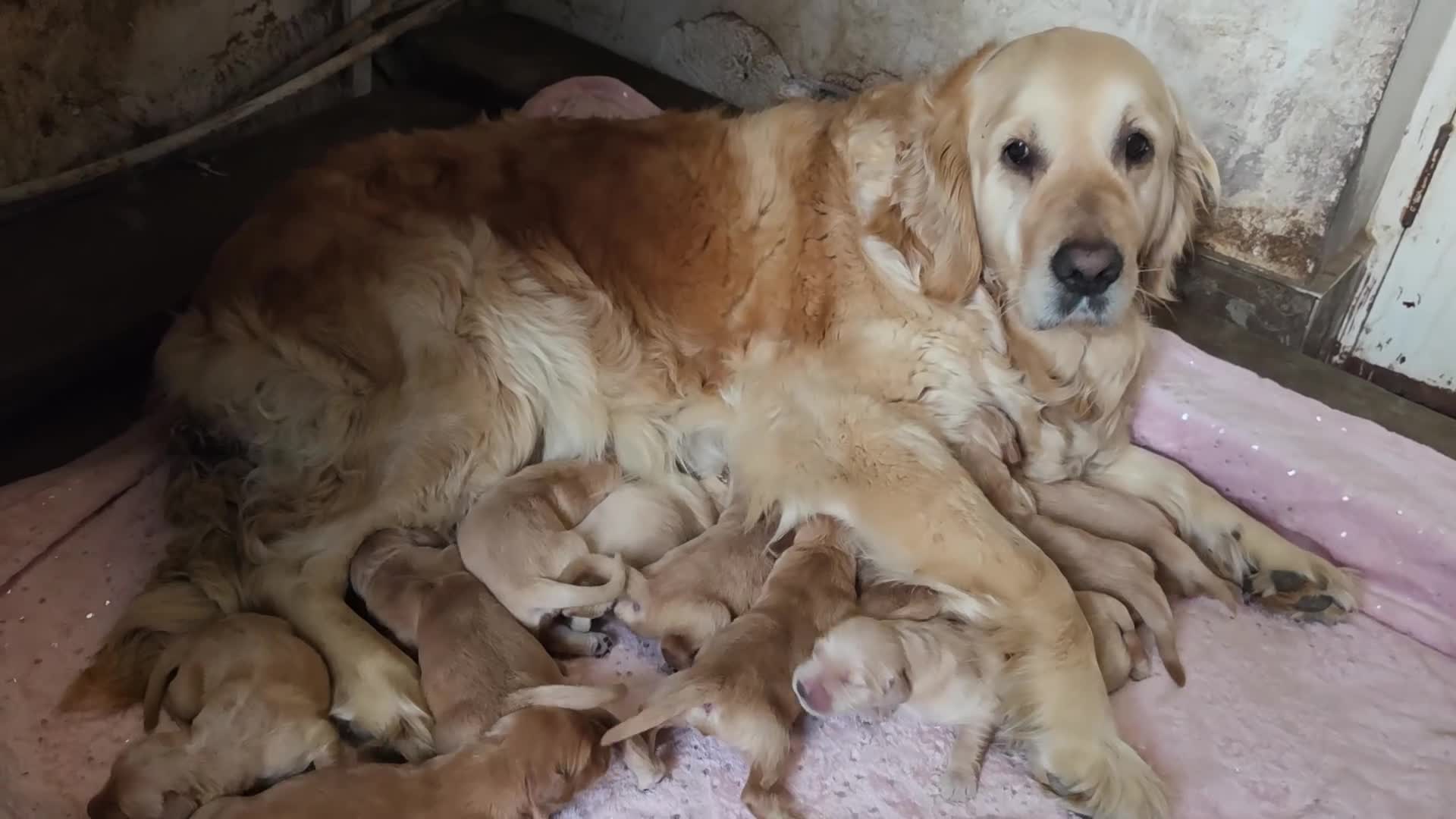 Golden Retriever dogs for sale: Golden retriever champion bloodline puppies. - Video 3