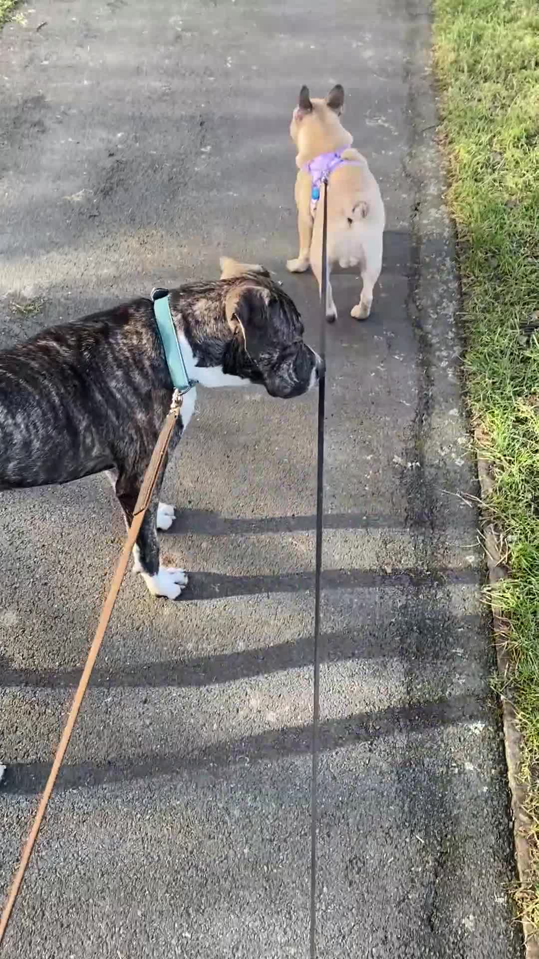 French Bulldog dogs for stud: KC reg French Bulldog ( stud only not for sale ) in Wednesbury - Video 1