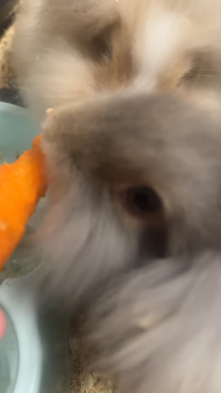 Mini Lion Lop rabbits for sale: Rabbits for sale  - Video 1