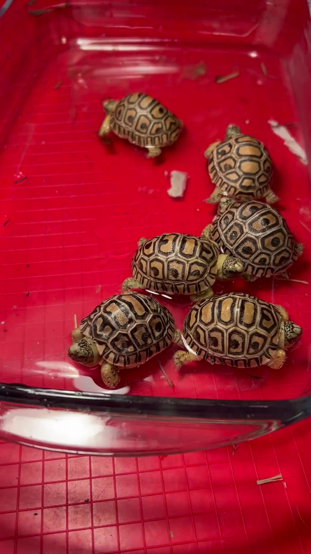 Tortoise reptiles for sale: Leopard tortoise babies - Video 2
