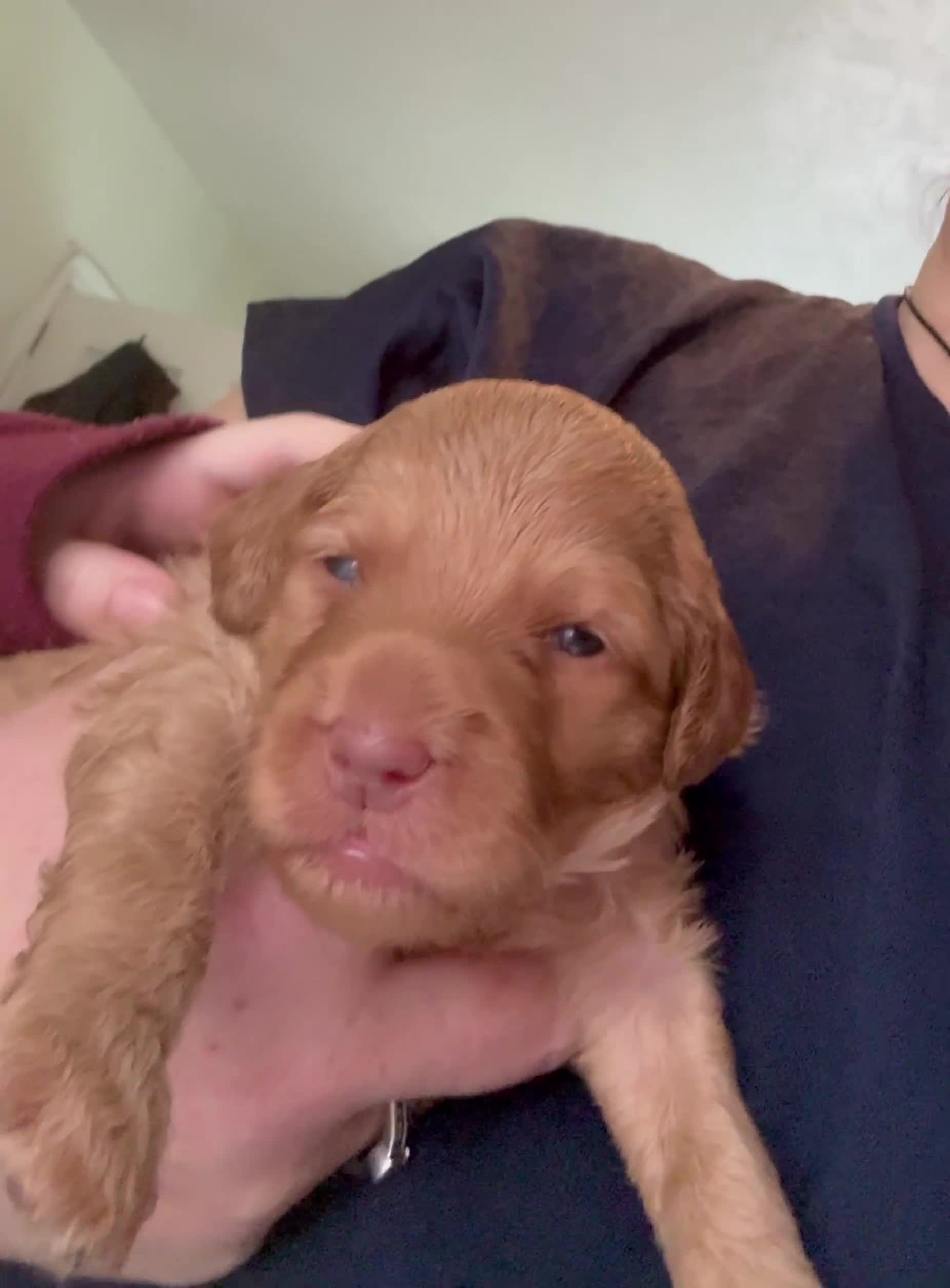 Australian Labradoodle dogs for sale: Labradoodle  - Video 1