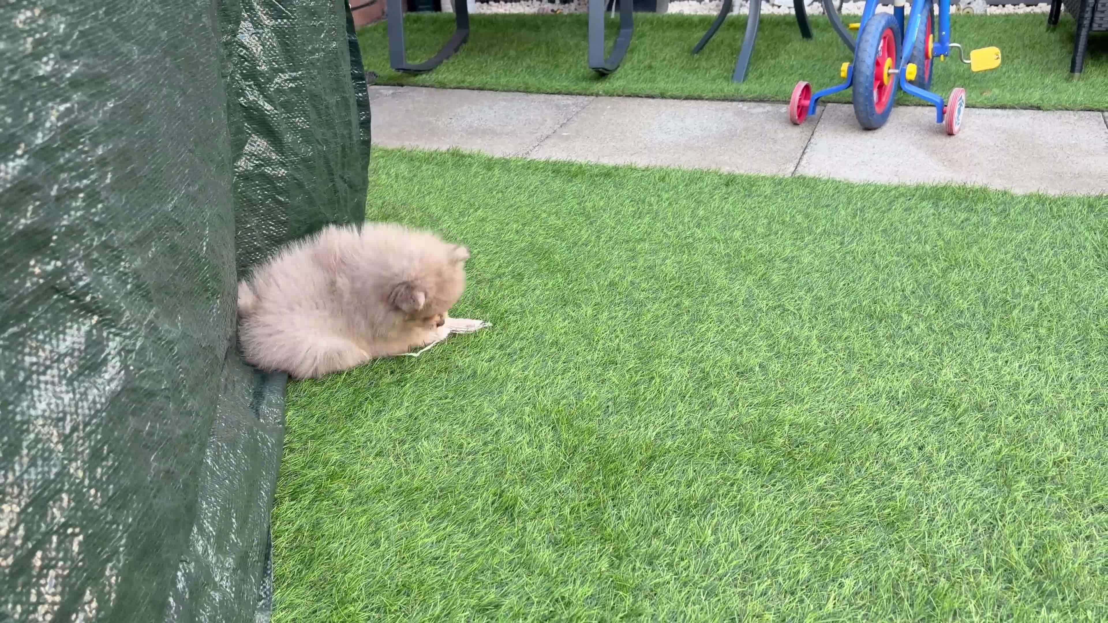 Pomeranian dogs for sale: READY NOW! KC✨DNA 100% POM!🧬HEALTH TESTED!🧬 - Video 3