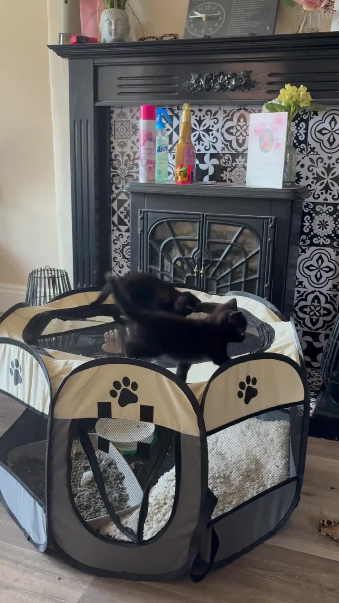 Mixed Breed cats for sale: Four beautiful, playful and loving kittens.  in Chippenham - Video 1