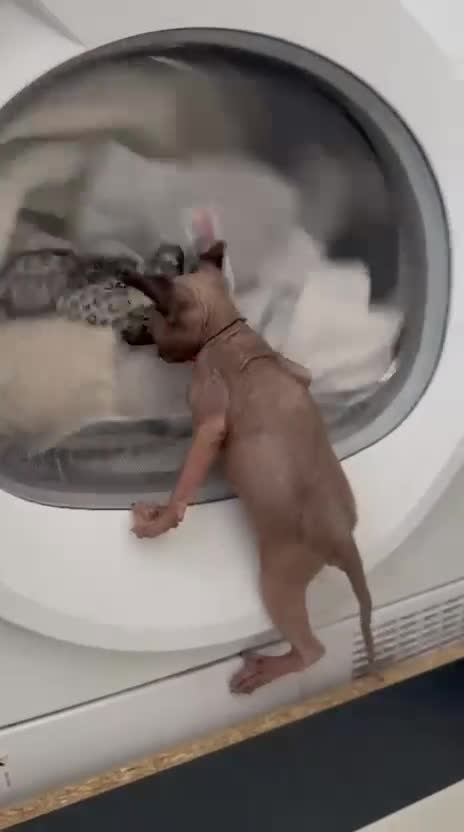 Sphynx cats for sale: Stunning Female Seal Point Canadian Sphynx Kitten - Video 1