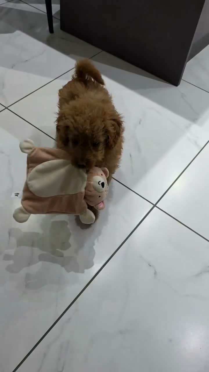 Toy Poodle dogs for sale: Toy poodle x Asian puppy 11 weeks in Bromley - Video 1