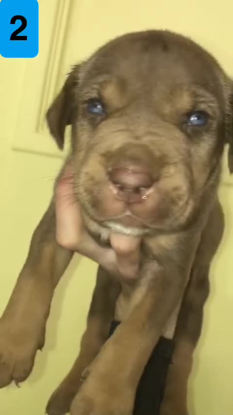 Bandog dogs for sale: BANDOG PUPPIES, TOP EUROPEAN WORKING BLOODLINES - Video 2