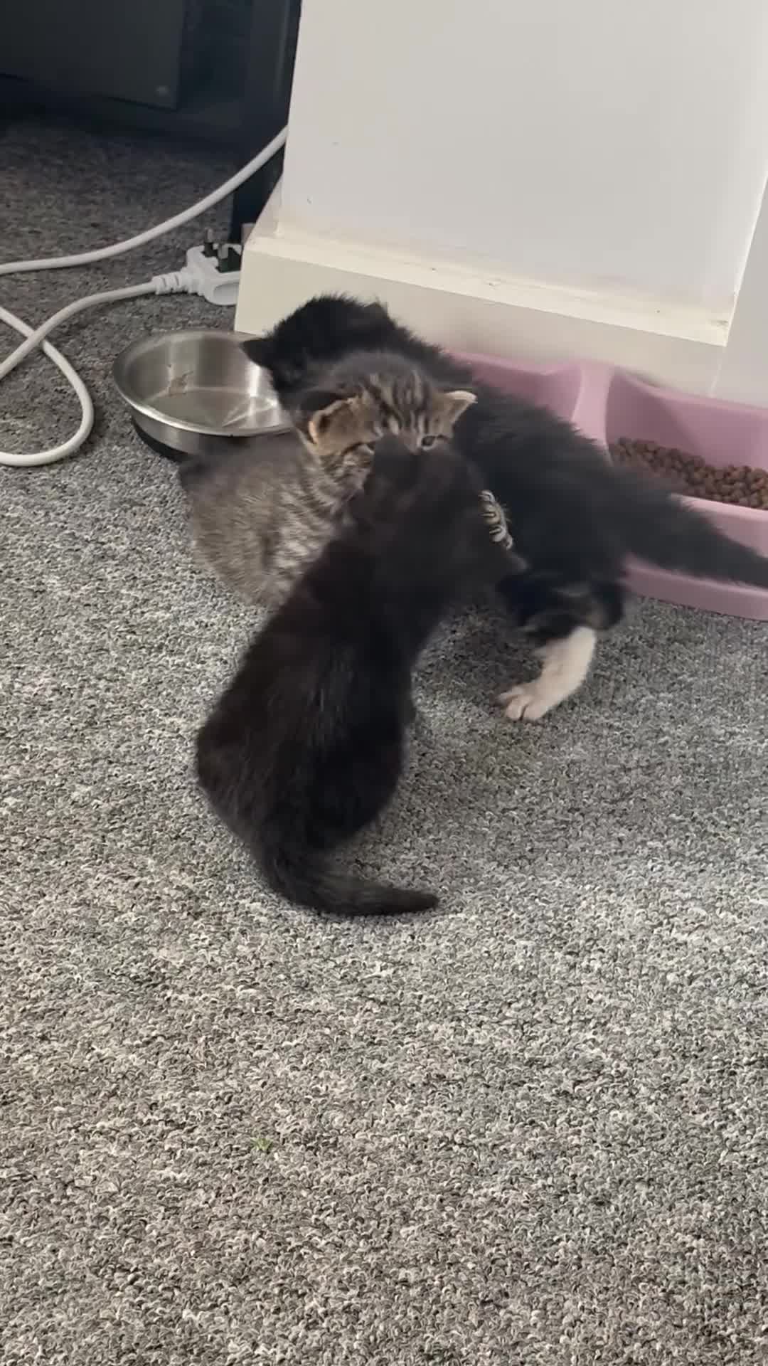Mixed Breed cats for sale: 3 beautiful kittens  - Video 1