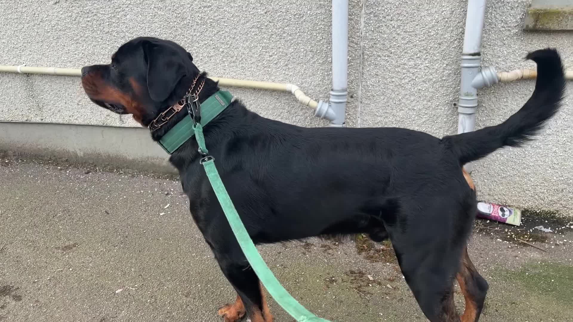 Rottweiler dogs for stud: KC Registered Proven Health Tested Rottweiler Stud - Video 3