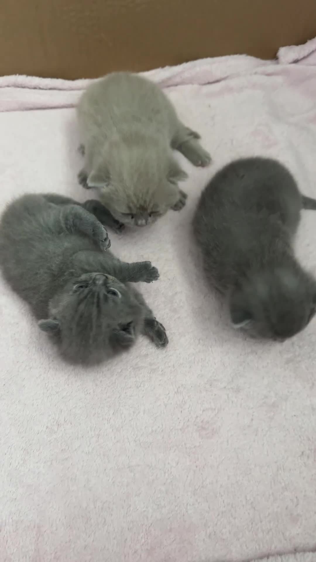British Shorthair cats for sale: Gorgeous purebred British shorthair kittens - Video 3