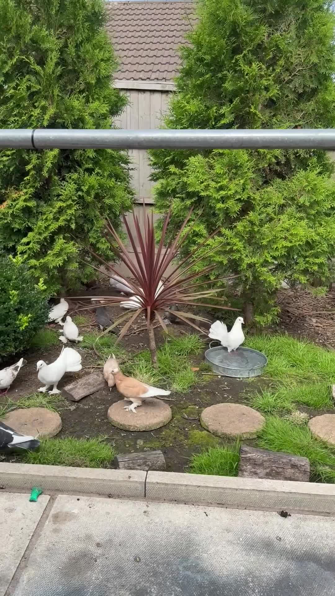 Doves birds for sale: Piegons  - Video 1