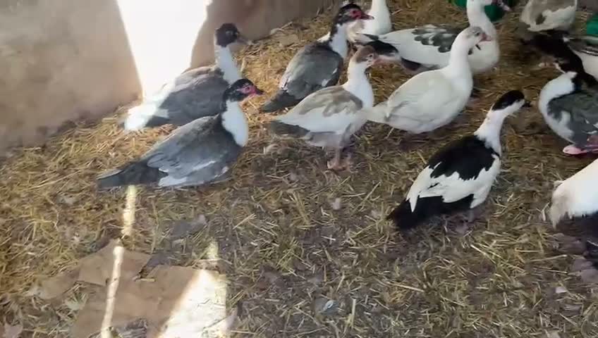 Ducks poultry for sale: Muscovy ducks and turkeys in Dromore - Video 2