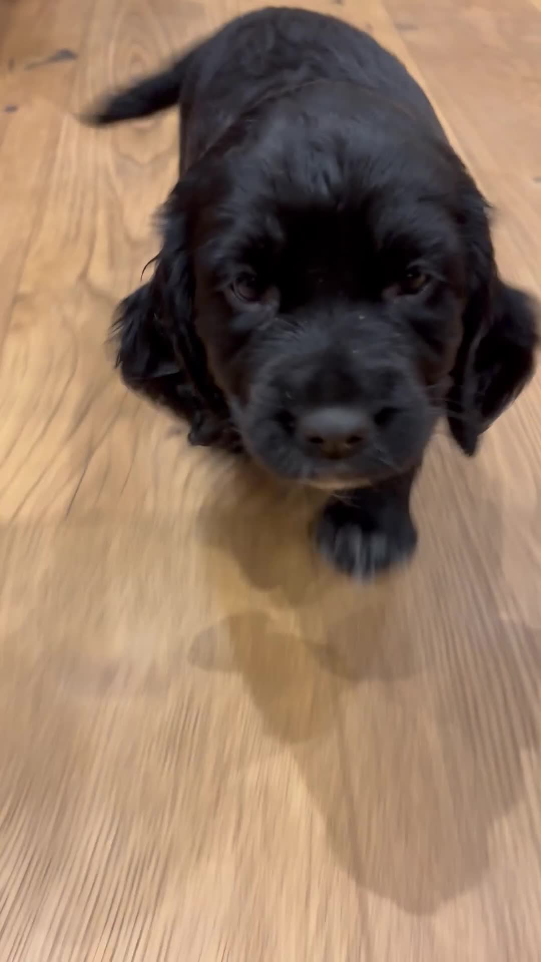 Cocker Spaniel dogs for sale: Working cocker spaniel pups - Video 1