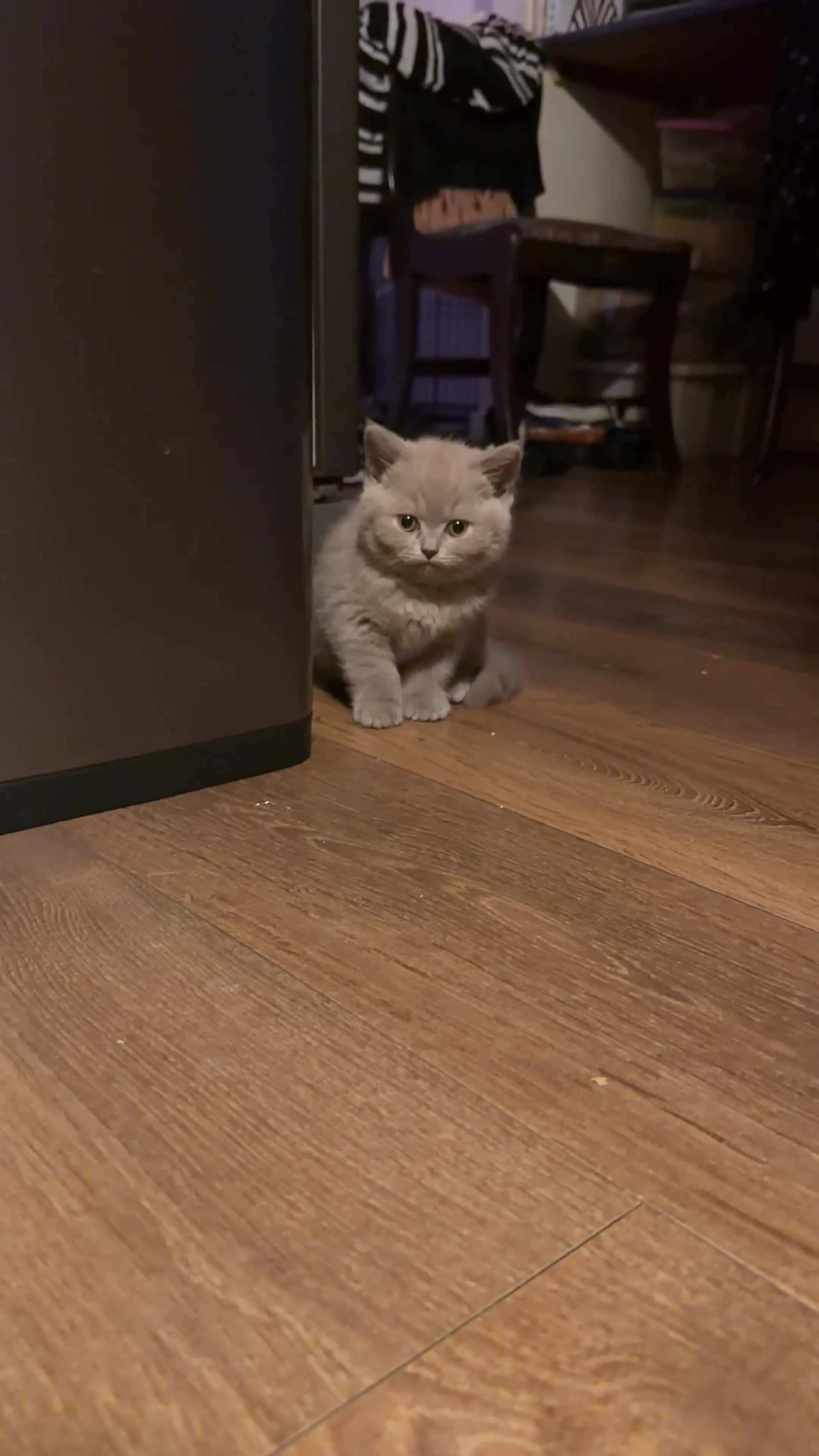 British Shorthair cats for sale: British Shorthair Kittens🐻 - Video 2