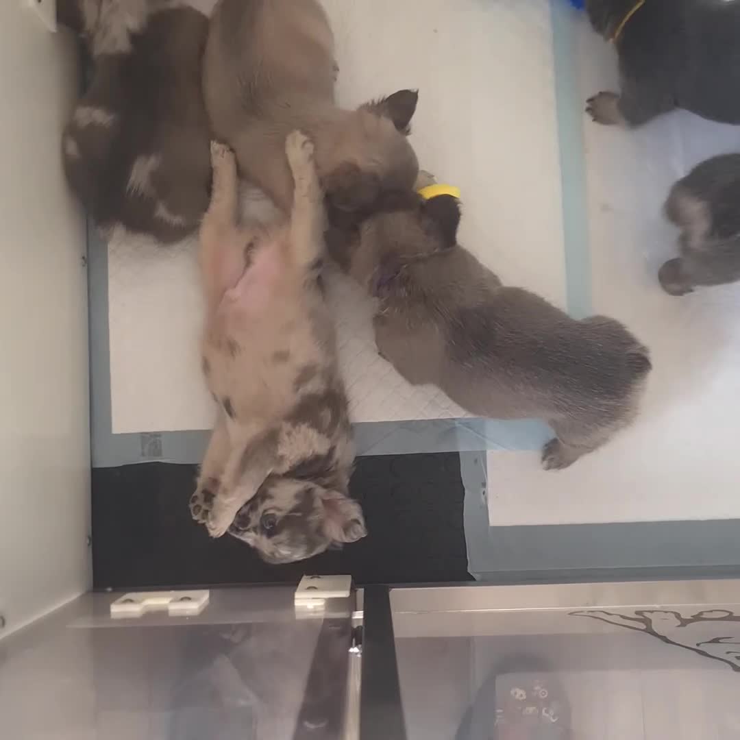 French Bulldog dogs for sale: KLASSY BULLZ KENNELS - KLASSY PUPZ ✨️ in Beckenham - Video 3