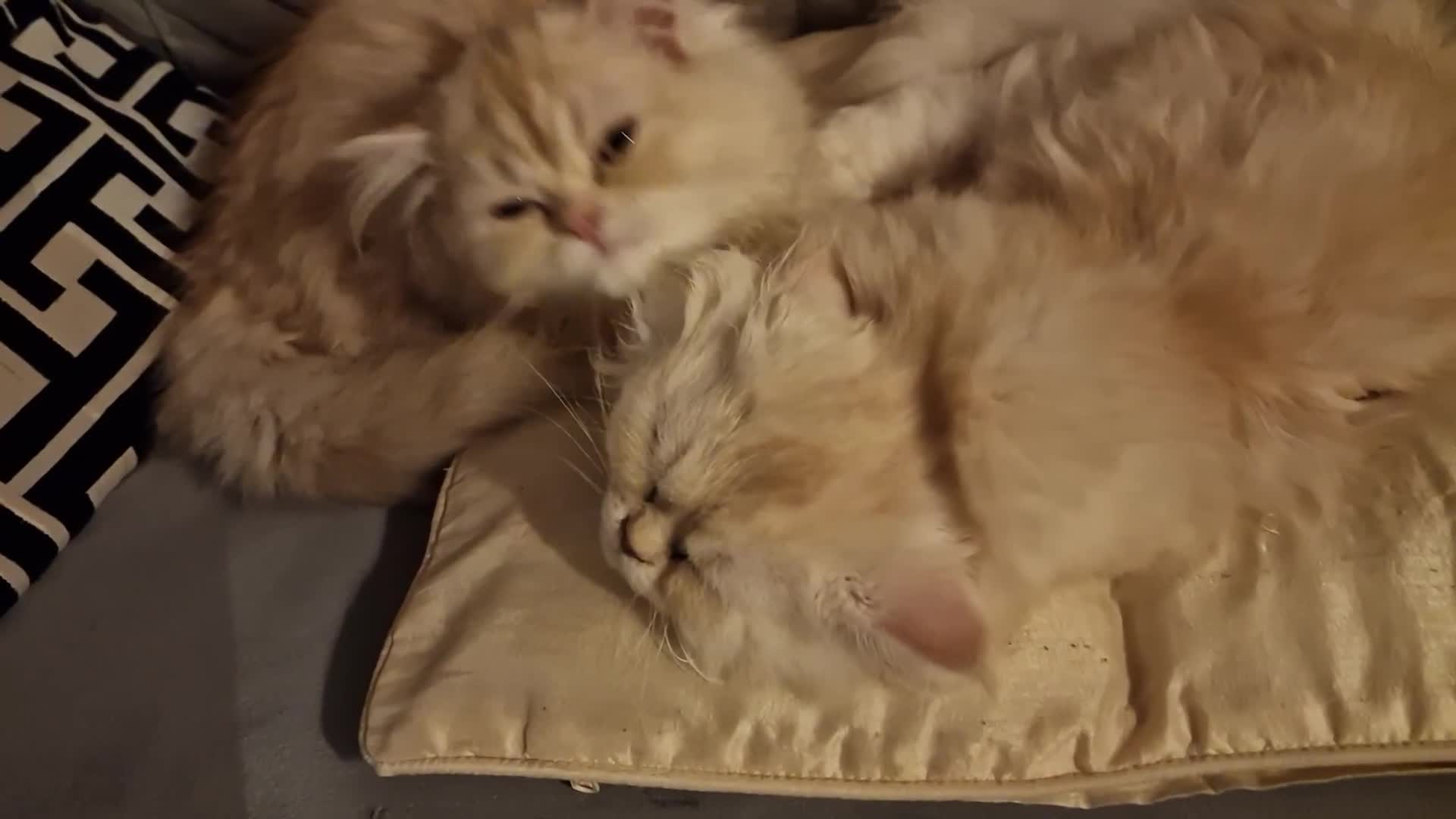 Persian cats for sale:  Chinchilla Persain looking for his forever home - Video 2