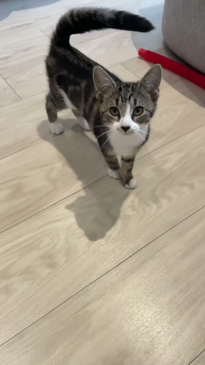 European cats for sale: Grey and white tappy domestic shorthair for sale in London - Video 1