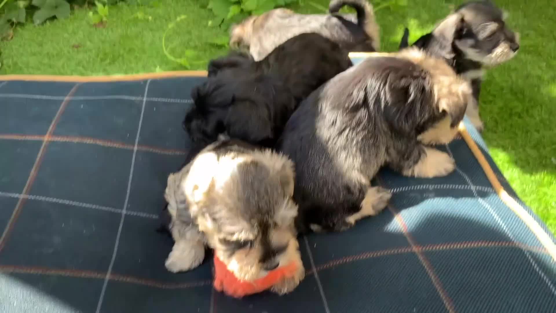 Miniature Schnauzer dogs for sale: Happy healthy miniature Schauzer puppies - Video 3