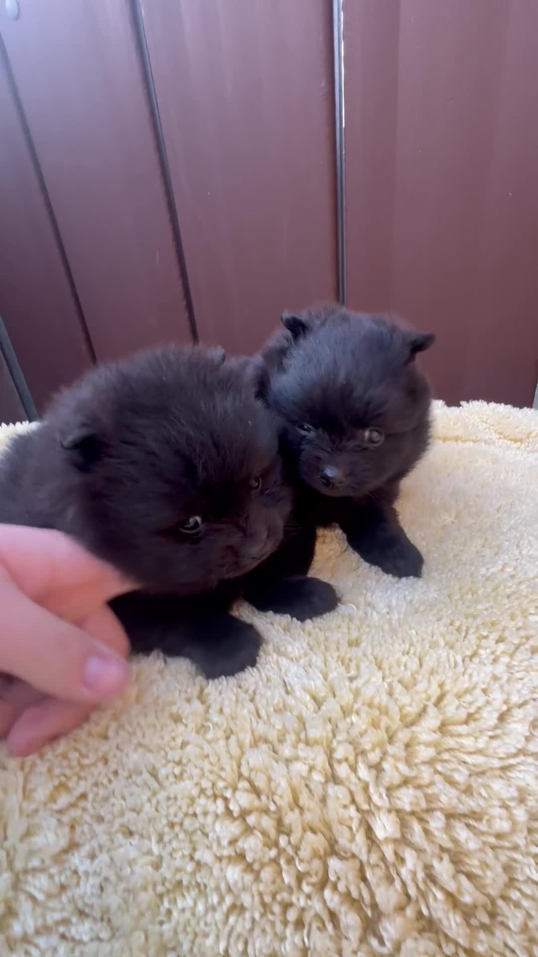 Pomeranian dogs for sale: Pomraian pups in Newport - Video 1