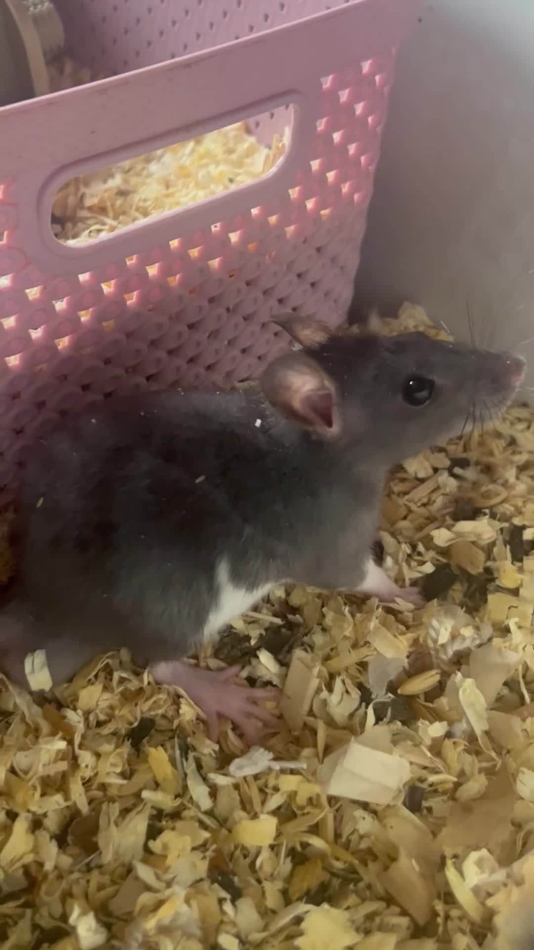Rat rodents for sale: Baby rats,NEED GONA ASAP! READY TO LEAVE NOW - Video 1