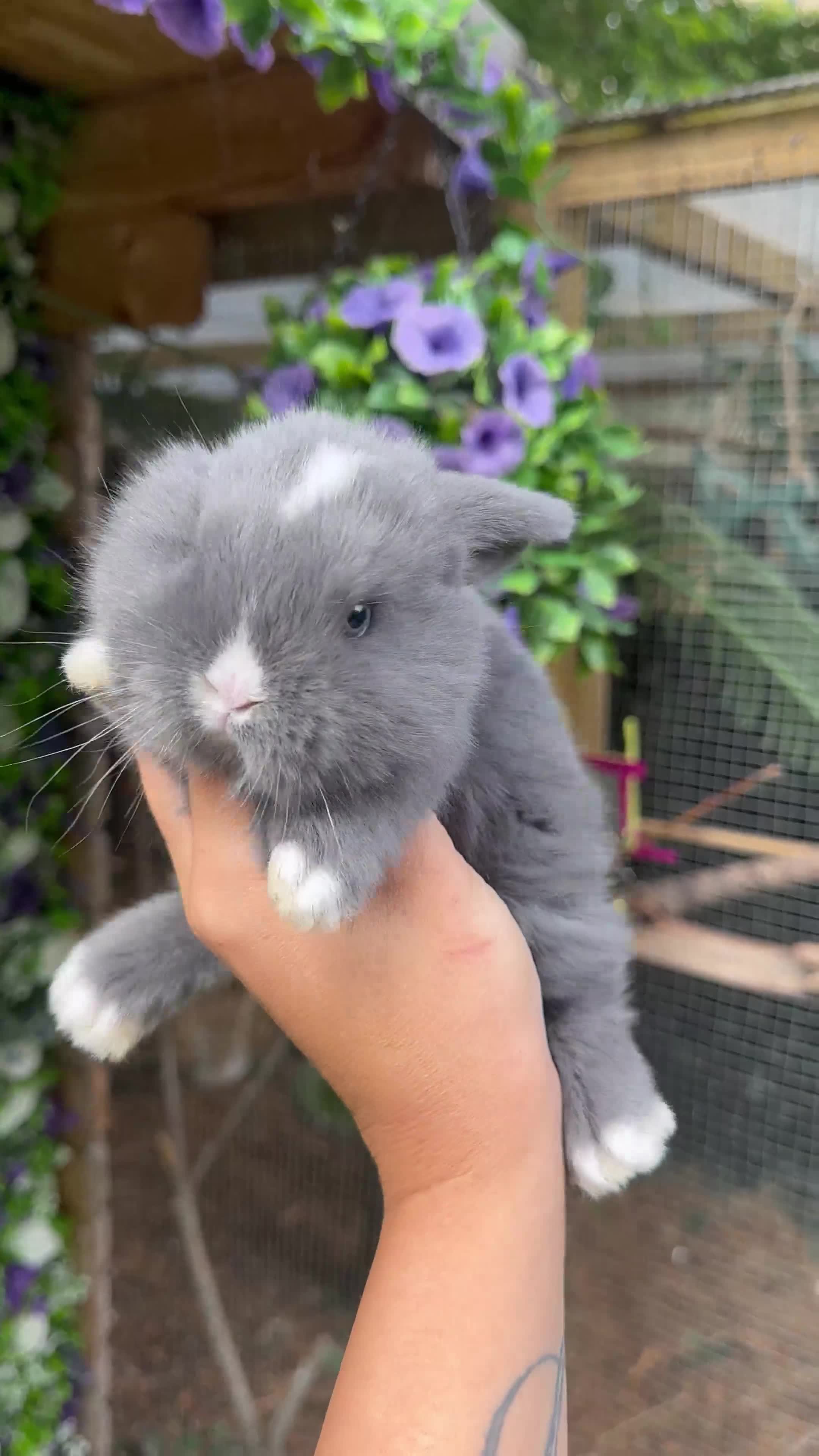 Mini Lop rabbits for sale: Cutest Baby Mini Lop Bunny’s  - Video 1
