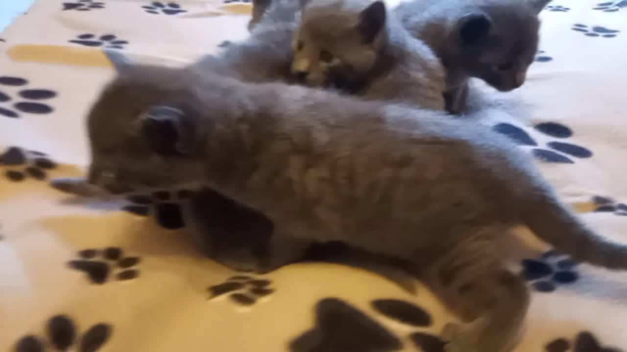Russian Blue cats for sale: Russian Blue kitten for sale - ONE Girl left - Video 5