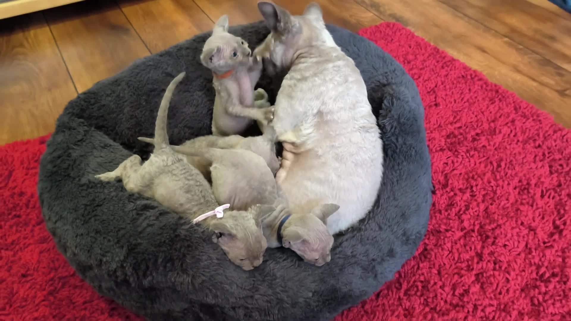 Sphynx cats for sale: Stunning Blue/Grey Sphynx Kittens (Litter of 6) - Video 2