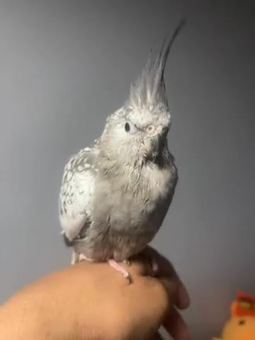 Cockatiels birds for sale: BondedPair of semi-tame cockatiels in Northolt - Video 1
