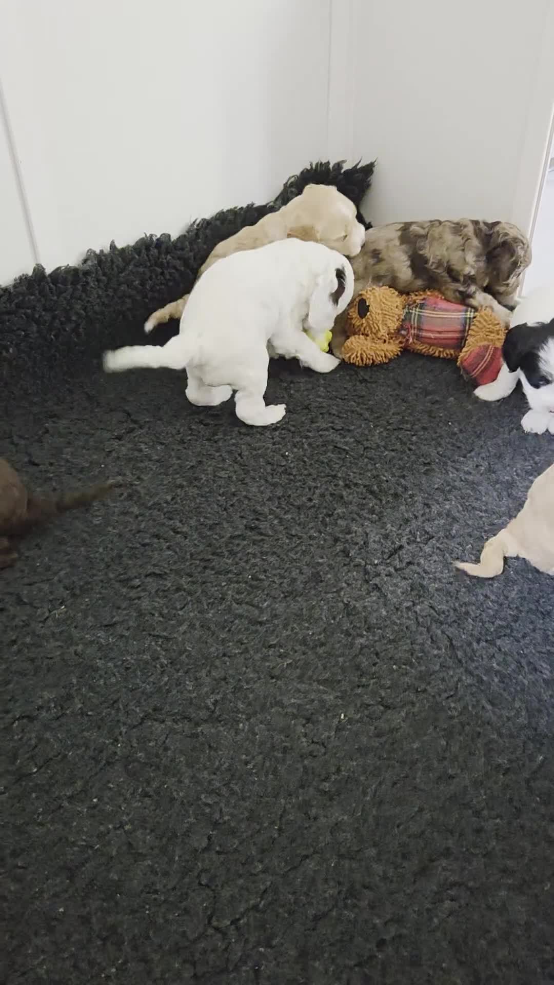 Cockapoo dogs for sale: Cockerpoo - Video 1