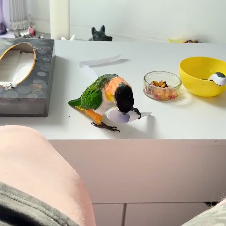 Parrots birds for sale: Mojo 4 year old Tame male Black Capp carique  - Video 3