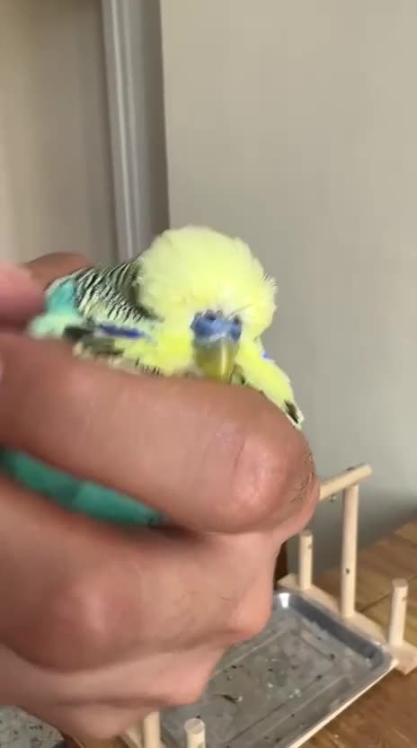Budgerigars birds for sale: Exhibition yellow face male and breeder female - Video 3