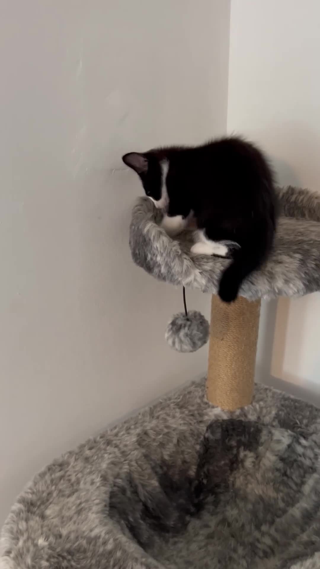 Domestic Shorthair cats for sale: Loving home needed for Luna - Video 1
