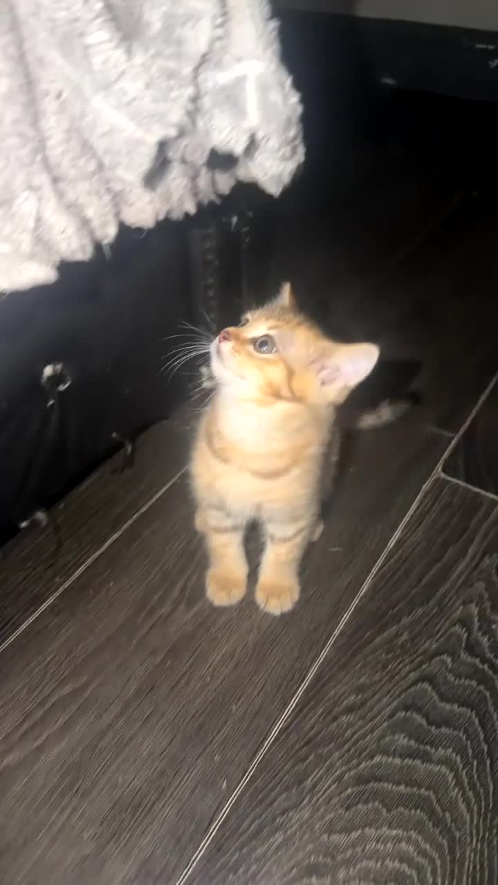 British Shorthair cats for sale: Golden unique tabby British shorthair  - Video 1